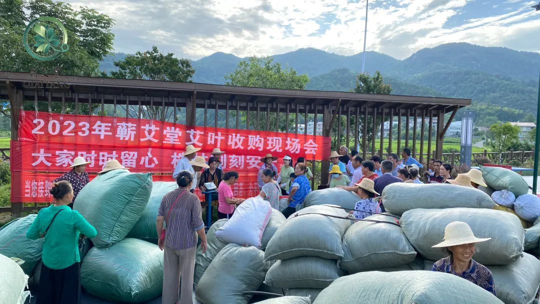 2023蘄艾收購(gòu)丨蘄艾堂上門進(jìn)村 ?應(yīng)收盡收·片片歸倉(cāng)