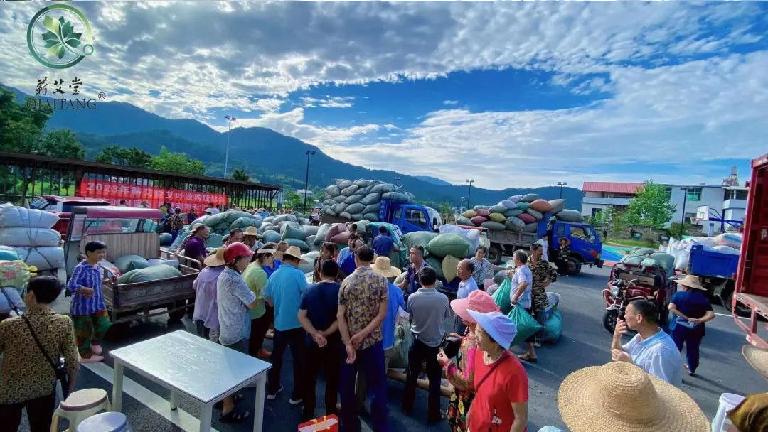 2023蘄艾收購(gòu)丨蘄艾堂上門進(jìn)村 ?應(yīng)收盡收·片片歸倉(cāng)