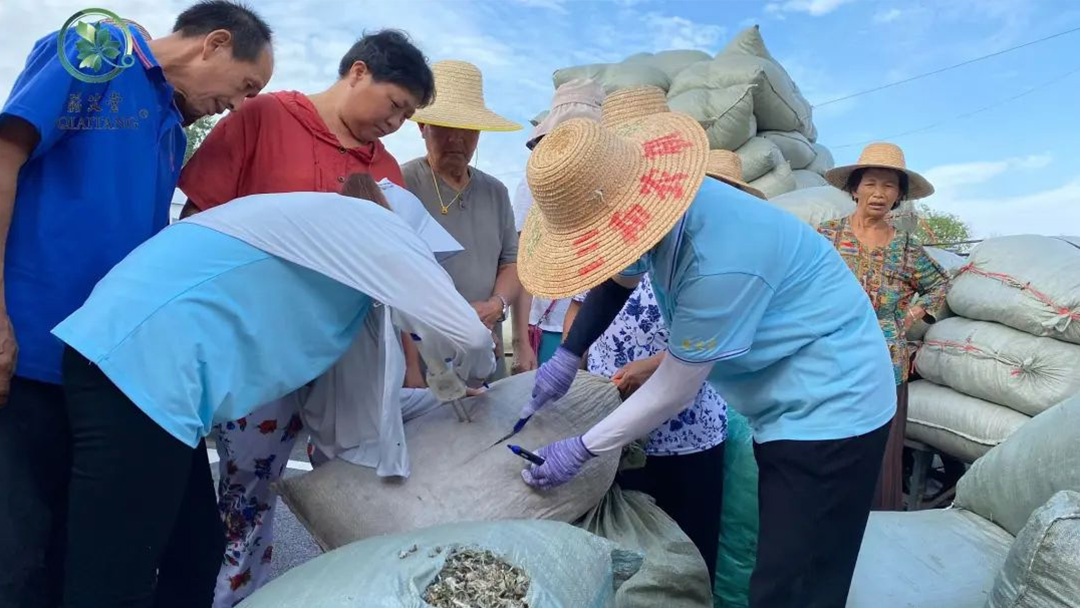 2023蘄艾收購(gòu)丨蘄艾堂上門進(jìn)村 ?應(yīng)收盡收·片片歸倉(cāng)