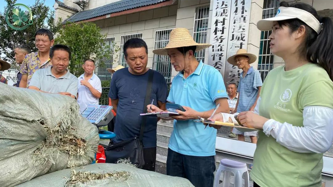 2023蘄艾收購(gòu)丨蘄艾堂上門進(jìn)村 ?應(yīng)收盡收·片片歸倉(cāng)