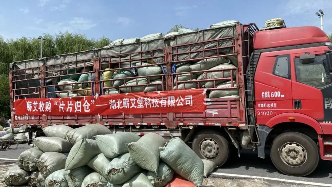 2023蘄艾收購(gòu)丨蘄艾堂上門進(jìn)村 ?應(yīng)收盡收·片片歸倉(cāng)