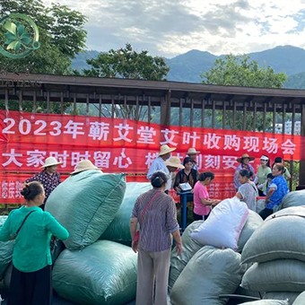2023蘄艾收購丨蘄艾堂上門進村 ?應(yīng)收盡收·片片歸倉