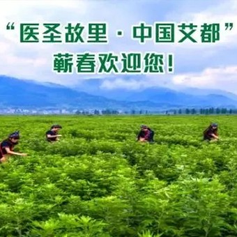 世界艾草，蘄艾最好！有科學(xué)，有依據(jù)